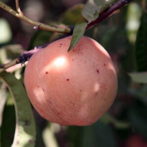 LÁMINA:BO-1281  34X49