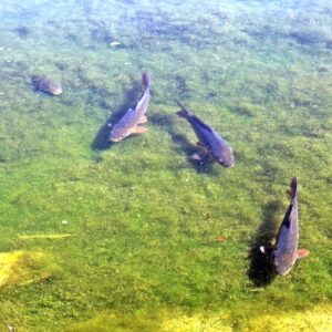 LÁMINA:BO-1282.1  24X30