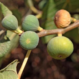 LÁMINA:BO-1283  34X49