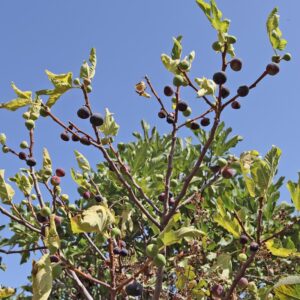 LÁMINA:BO-1285  34X49