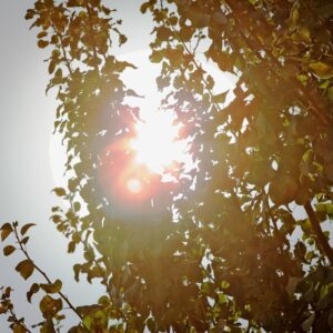 LÁMINA:BO-1287  34X49