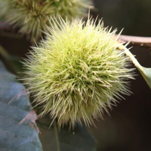 LÁMINA:BO-1288  34X49