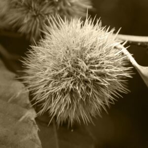 LÁMINA:BO-1290  34X49