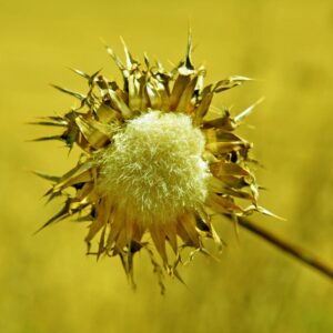 LÁMINA:BO-1294  34X49