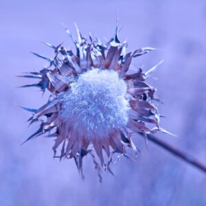 LÁMINA:BO-1295  34X49