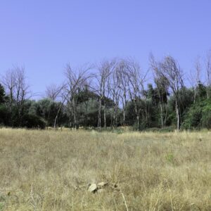 LÁMINA:BO-1300  34X49