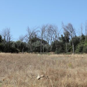 LÁMINA:BO-1301  34X49