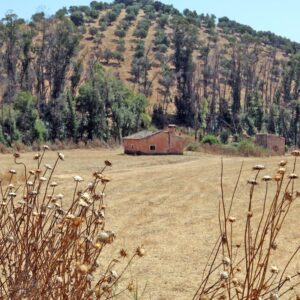 LÁMINA:BO-1303  34X49