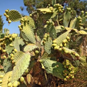 LÁMINA:BO-1306  34X49