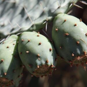 LÁMINA:BO-1307  34X49