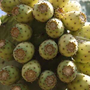 LÁMINA:BO-1308  34X49