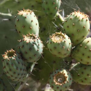 LÁMINA:BO-1309  34X49