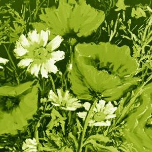 LÁMINA:F2-00558VE  30X60