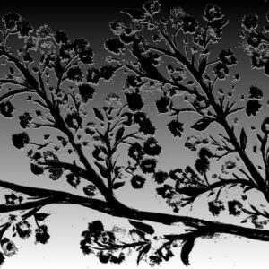 LÁMINA:F2-1264BN2  45X45