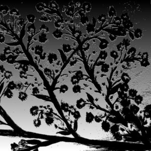 LÁMINA:F2-1264BN3  45X45