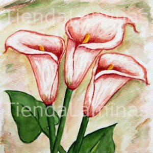 LÁMINA:F3-1116 20X20