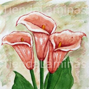 LÁMINA:F3-1117 40X40