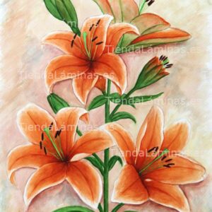 LÁMINA:F4-1183  50X60