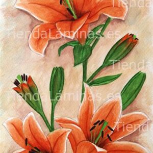 LÁMINA:F4-1185  30X60