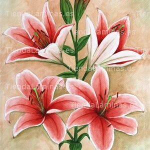 LÁMINA:F4-1189  50X60