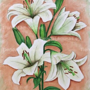 LÁMINA:F4-1192  50X60