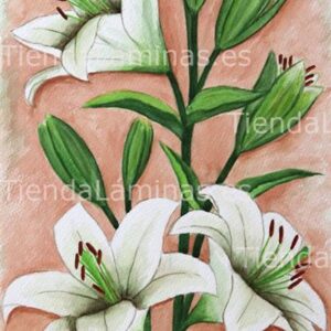 LÁMINA:F4-1193  30X60