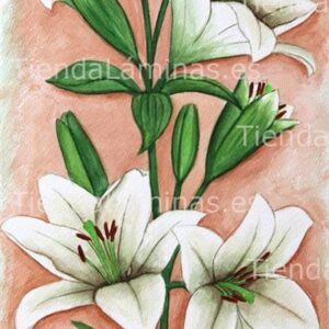 LÁMINA:F4-1194  30X60