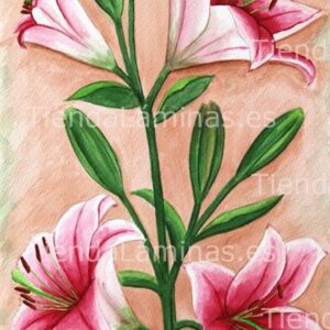 LÁMINA:F4-1197  30X60