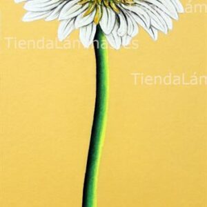 LÁMINA:F4-1198 35X80