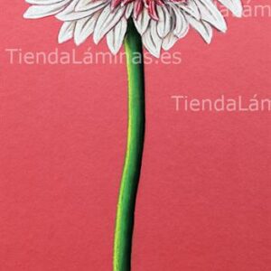 LÁMINA:F4-1200 25X56