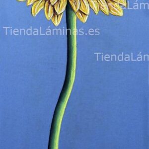 LÁMINA:F4-1204 35X80