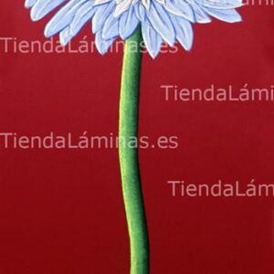 LÁMINA:F4-1207 35X80