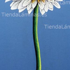 LÁMINA:F4-1205 35X80