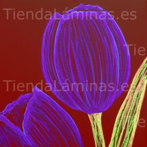 LÁMINA: F6-1423 60X60