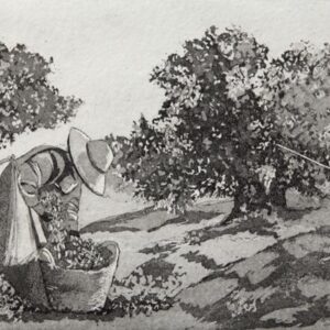 LÁMINA:CL-0617  40X60