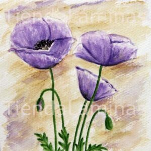 LÁMINA:F3-1176 40X40