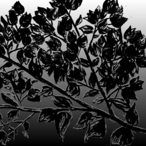 LÁMINA:F2-1268BN3  45X45