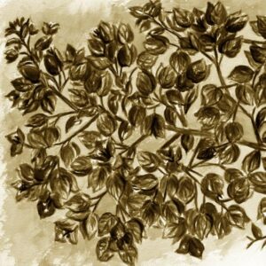 LÁMINA:F2-1268SE1  45X45