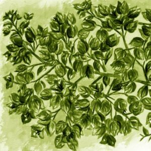 LÁMINA:F2-1268VE1  45X45