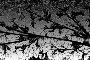 LÁMINA:F2-1272BN  30X90