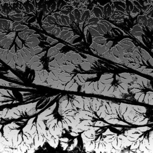 LÁMINA:F2-1272BN2  45X45