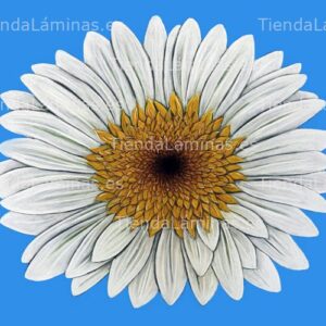 LÁMINA:F4-1311  50X60