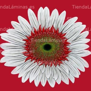 LÁMINA:F4-1312  50X60