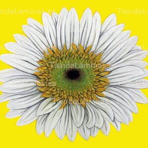 LÁMINA:F4-1317  30X40