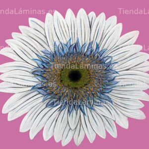 LÁMINA:F4-1318  50X60