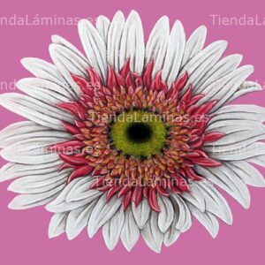 LÁMINA:F4-1319  50X60