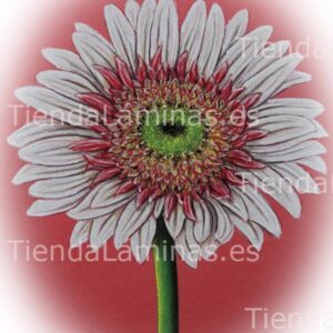 LÁMINA:F4-1420  30X40