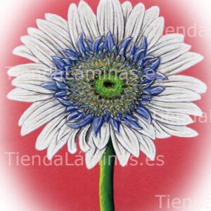 LÁMINA:F4-1421.1  24X30