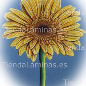 LÁMINA:F4-1423.1  24X30