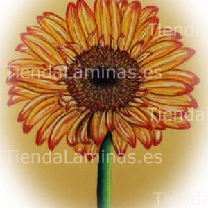 LÁMINA:F4-1424.1  24X30